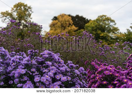 asteraceae heliantheae pink and violet in autumn end of summer close up