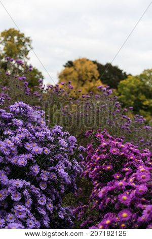 asteraceae heliantheae pink and violet in autumn end of summer close up