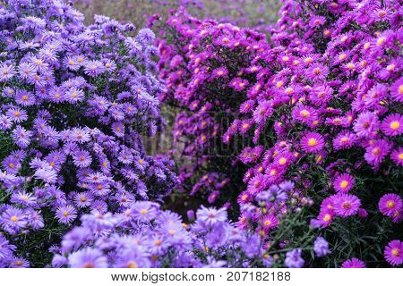 asteraceae heliantheae pink and violet in autumn end of summer close up