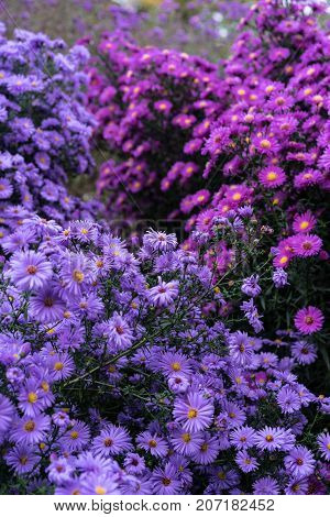 asteraceae heliantheae pink and violet in autumn end of summer close up