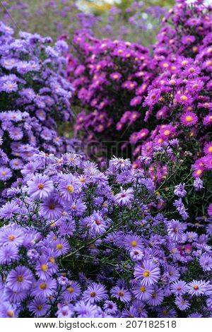 asteraceae heliantheae pink and violet in autumn end of summer close up