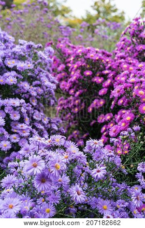 asteraceae heliantheae pink and violet in autumn end of summer close up