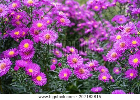 asteraceae heliantheae pink and violet in autumn end of summer close up