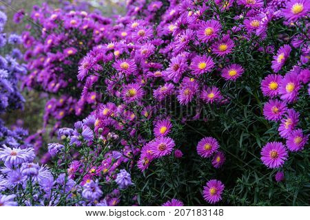 asteraceae heliantheae pink and violet in autumn end of summer close up