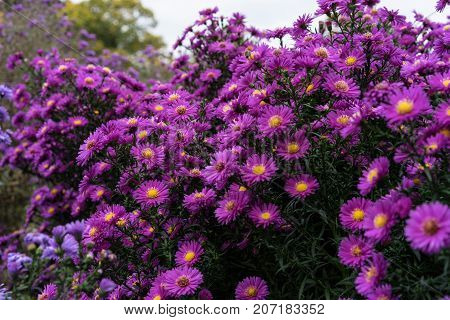 asteraceae heliantheae pink and violet in autumn end of summer close up
