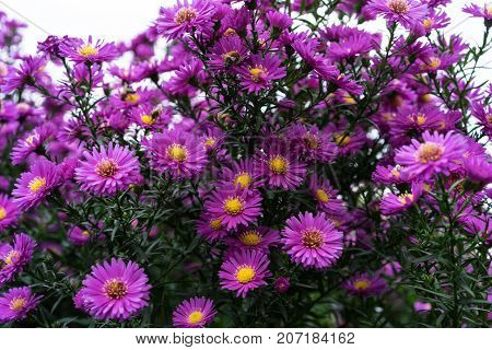 asteraceae heliantheae pink and violet in autumn end of summer close up