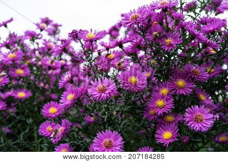 asteraceae heliantheae pink and violet in autumn end of summer close up