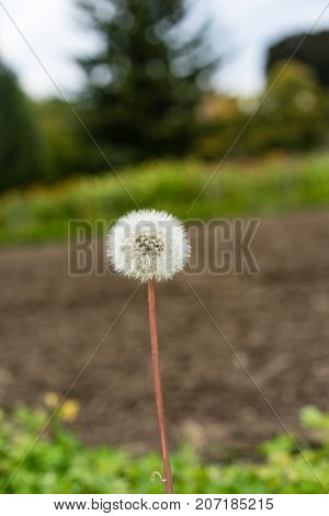 dandelion Taraxacum sect. Ruderalia Cichorieae flower close up abstract view in autumn end of summer