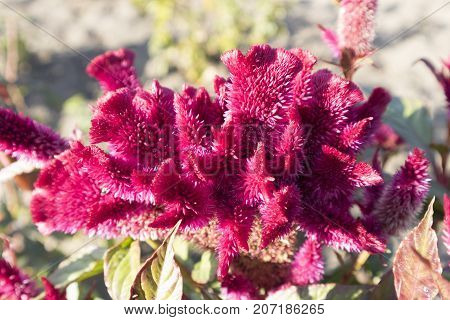 Celosia cristata red flower on a sunny day.