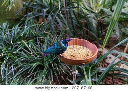 exotic tropical bird with food next to jungle plants and leaves close up blue feather
