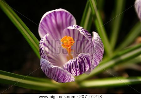 Violet crocus flower macro closeup. Spring flower.