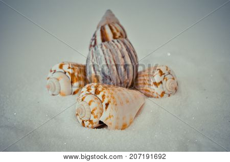 seven or a set of several different shells on a white sand