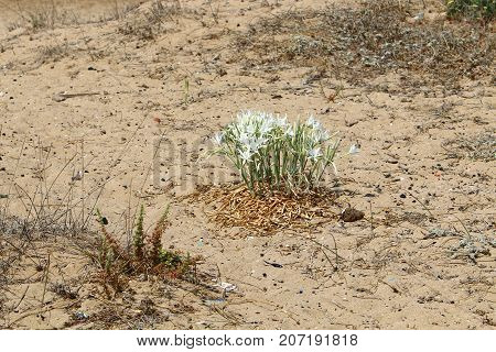 Pancratius, or Lily-star refers to evergreen plants whose native land is the Mediterranean