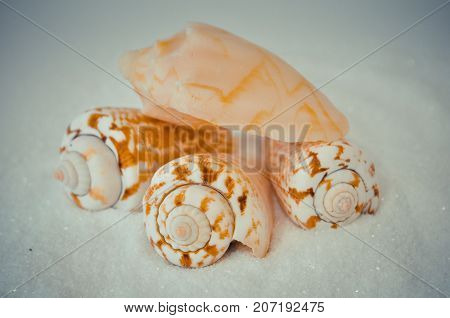 seven or a set of several different shells on a white sand
