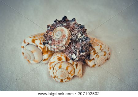 seven or a set of several different shells on a white sand