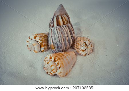seven or a set of several different shells on a white sand