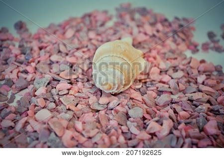 one or a set of several different shells on a pink small stones