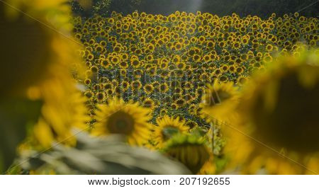 Sunflowers blooming in a farm with raylights