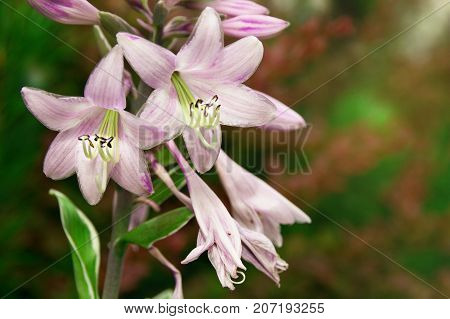 Buds of lilac lily flowers on a bush in the garden on a sunny summer day