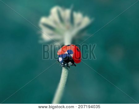 small ladybird on the white litle flower