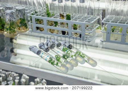 Five test tubes with Microplants of cloned Karelian birch with nutrient medium on the glass table. Micropropagation technology in vitro