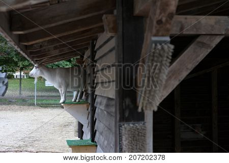 white goat standing on plattform from wood house in animal farm outside park