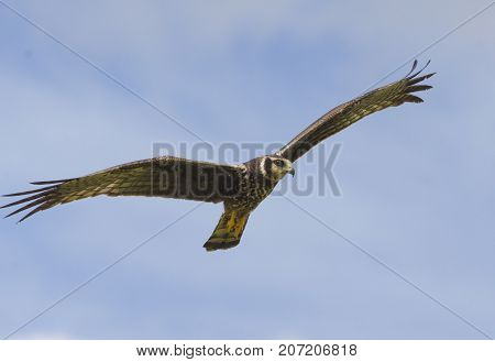 Long-winged Harrier (Circus Buffoni) hunting over Caroni Rice Fields Trinidad
