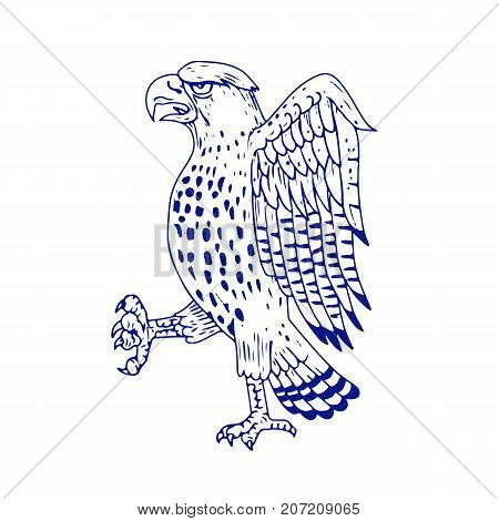 Drawing sketch style illustration of a Sharp-shinned Hawk a medium-sized diurnal bird of prey of family Accipitridae marching side view on isolated background.