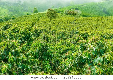 This image shows a coffee plantation in Jerico Colombia