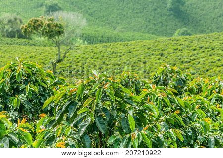 This image shows a coffee plantation in Jerico Colombia in the state of Antioquia.