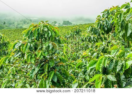 This image shows a coffee plantation in Jerico Colombia in the state of Antioquia.