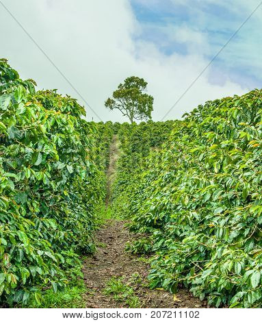 This image shows a coffee plantation in Jerico Colombia in the state of Antioquia.