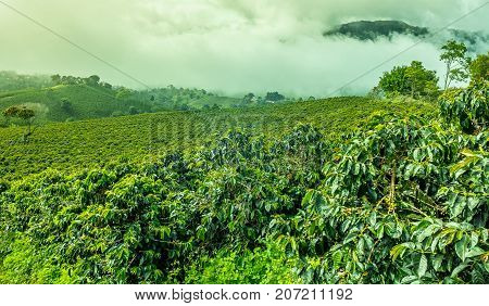 This image shows a coffee plantation in Jerico Colombia in the state of Antioquia.