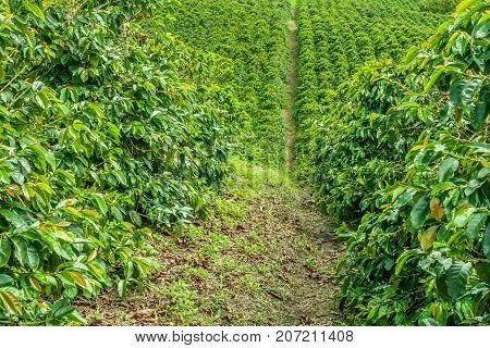 This image shows a coffee plantation in Jerico Colombia in the state of Antioquia.