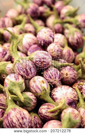 Purple, White And Green Thai Eggplant Solanum Melongena