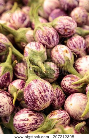Purple, White And Green Thai Eggplant Solanum Melongena