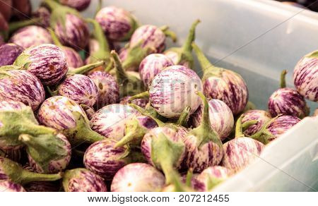 Purple, White And Green Thai Eggplant Solanum Melongena