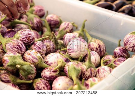 Purple, White And Green Thai Eggplant Solanum Melongena