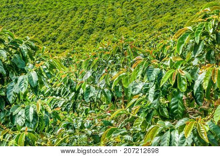 This image shows a coffee plantation in Jerico Colombia in the state of Antioquia.