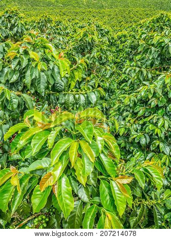 This image shows a coffee plantation in Jerico Colombia in the state of Antioquia.