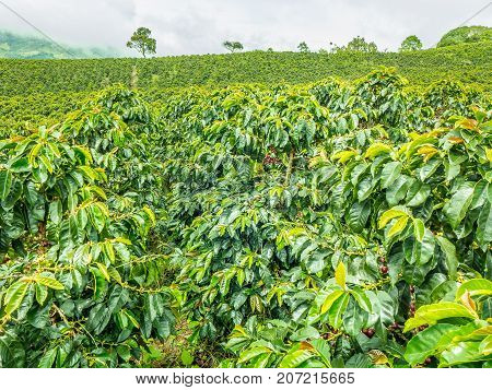 This image shows a coffee plantation in Jerico Colombia in the state of Antioquia.