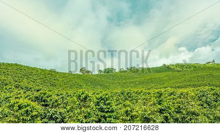 This image shows a coffee plantation in Jerico Colombia in the state of Antioquia.
