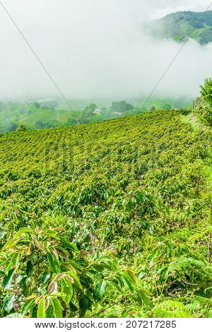 This image shows a coffee plantation in Jerico Colombia in the state of Antioquia.