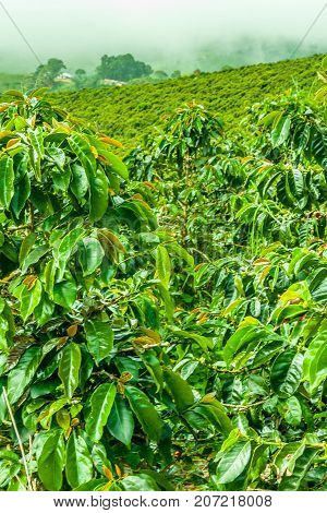 This image shows a coffee plantation in Jerico Colombia in the state of Antioquia.