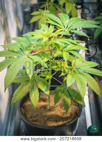 Small cannabis plants growing indoor Home Grown