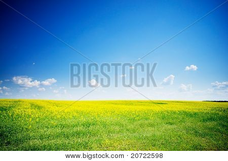 Gyldne Rapefield.