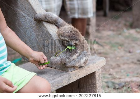 Sloth eating green plant from childs hand on wooden bench in boca de valeria brazil. Wildlife and nature concept.