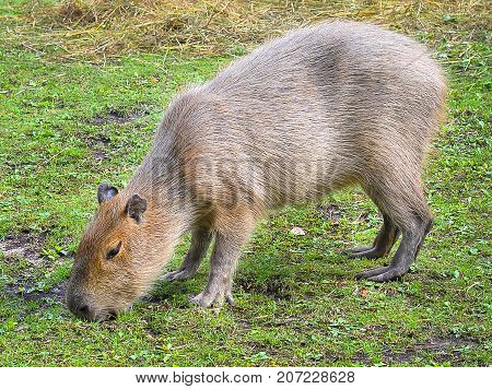 Funny capybara eats grass in the enclosure at the zoo. The capybara is the largest living rodent in the world. Capybara portret close up