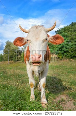 Funny cow with big muzzle staring straight into camera and eating grass. Farm animals. Funny cute red and white spotted cow on the field with bright green grass.