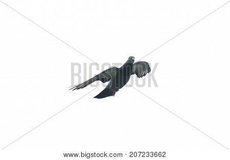 pigeon flying in the sky with full speed racing game sport coming back with stretched wings feral green blue bar wild